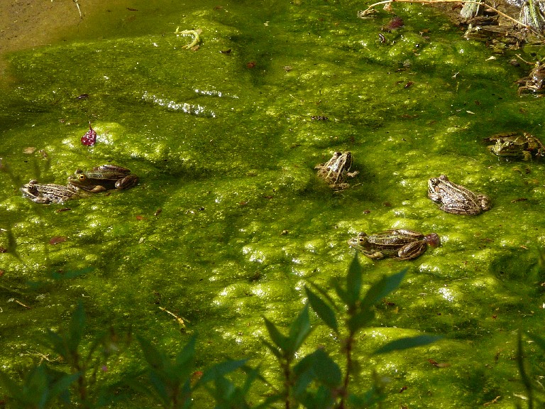 Il Laghetto del Centro di Entomologia - Piombino (LI)